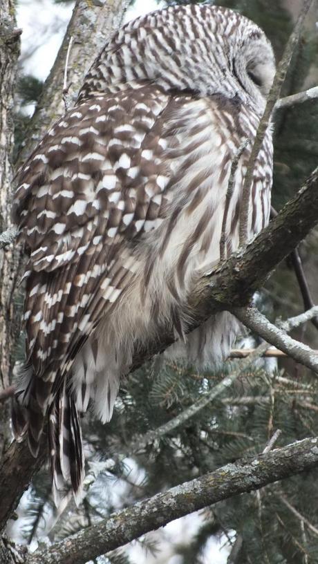 Barred Owl feathers on back - Thickson's Woods - Whitby - Ontario