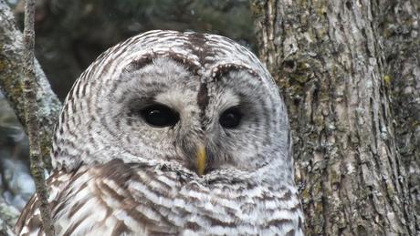 Barred Owl closeup of face - Thickson's Woods - Whitby - Ontario