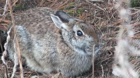 Cottontail Rabbit - Thickson's Woods - Whitby - Ontario