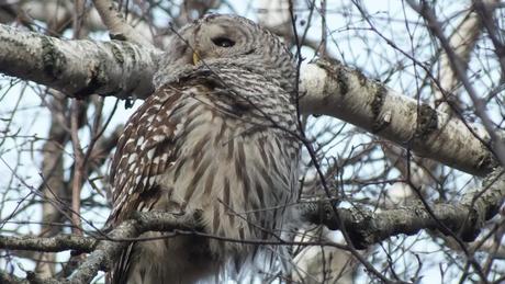 Barred Owl  looks towards the sun - Thickson's Woods - Whitby - Ontario