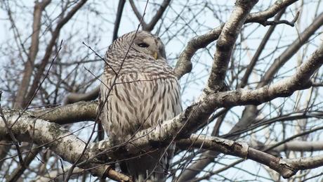 Barred Owl catches some rays - Thickson's Woods - Whitby - Ontario