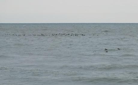 Flock of Buffleheads on Lake Ontario