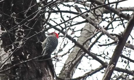 Red-bellied Woodpecker in amongst the branches - Lynde Shores Conservation Area, Whitby, Ontario