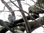 Photo Essay: Red-bellied Woodpecker Lynde Shores Conservation Area, Whitby