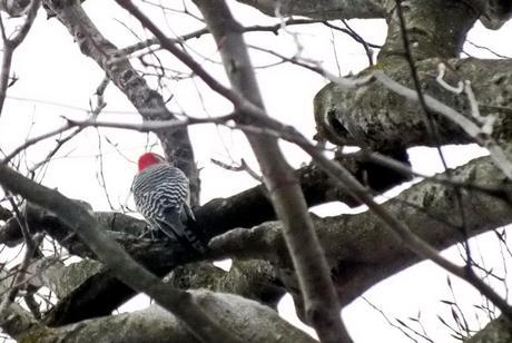 Red-bellied Woodpecker 1 - Lynde Shores Conservation Area, Whitby, Ontario