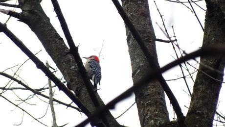 Red-bellied Woodpecker profile 2 - Lynde Shores Conservation Area, Whitby, Ontario