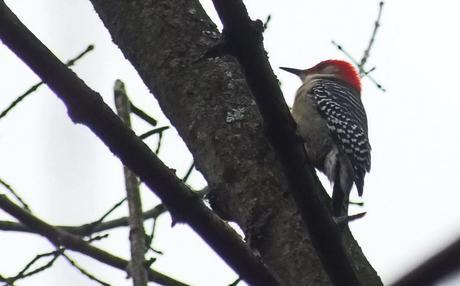 Red-Bellied Woodpecker profile - Lynde Shores Conservation Area, Whitby, Ontario
