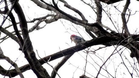 Red-bellied woodpecker looks down - Lynde Shores Conservation Area, Whitby, Ontario