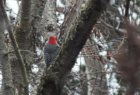 Red-bellied woodpecker -back of head - Lynde Shores Conservation Area, Whitby, Ontario