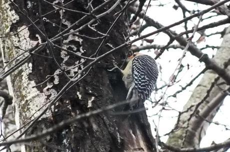 Red-bellied woodpecker digs in with its beak - Lynde Shores Conservation Area, Whitby, Ontario