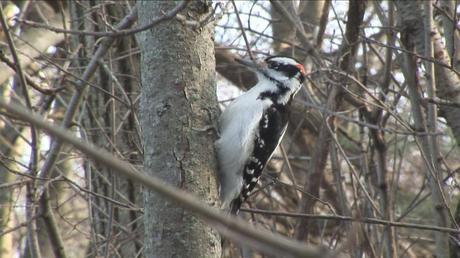 hairy woodpecker 2, Lynde Shores Conservation Area, Whitby, Ontario