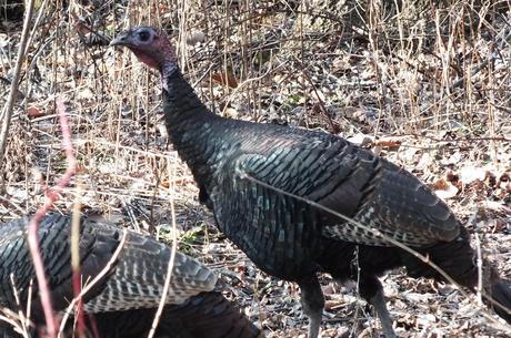 Wild Turkey - Lynde Shores Conservation Area, Whitby, Ontario