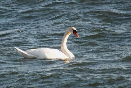 Mute swan offshore - Lynde Conservation Area, Whitby, Ontario