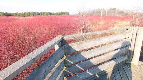 Marshland ablaze with Red Osier Dogwood - Lynde Shores Conservation Area, Whitby, Ontario