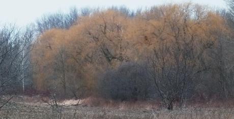 Mellow yellow weeping willow - Lynde Shores Conservation Area, Whitby, Ontario