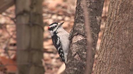 Downy Woodpecker at Lynde Conservation Area, Whitby, Ontario