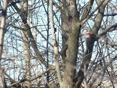 Red-bellied Woodpecker, male 1 - Lynde Shores Conservation Area, Whitby, Ontario