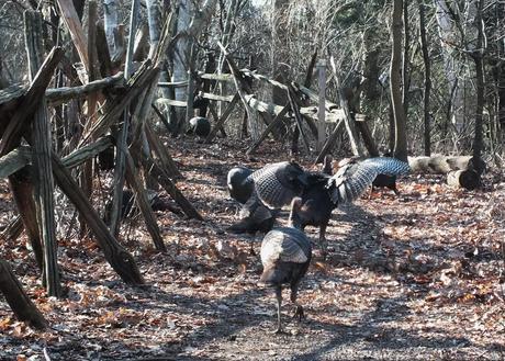 Wild Turkeys Galore - Lynde Shores Conservation Area, Whitby, Ontario