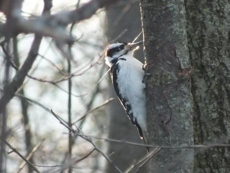Hairy woodpecker 3 - Lynde Shores Conservation Area, Whitby, Ontario