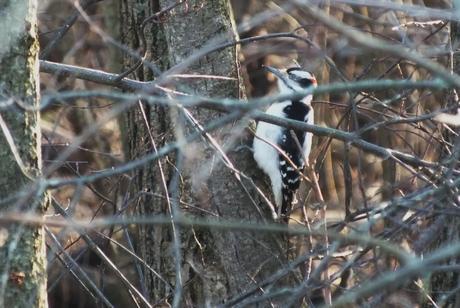 Hairy woodpecker, male 2- Lynde Shores Conservation Area, Whitby, Ontario
