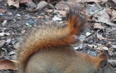 Red squirrel's bushy tail - Lynde Shores Conservation Area, Whitby, Ontario