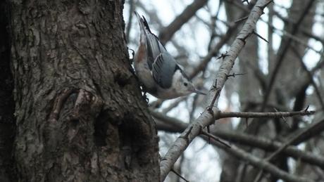 White- breasted nuthatch 1, Lynde Shores Conservation Area, Whitby, Ontario