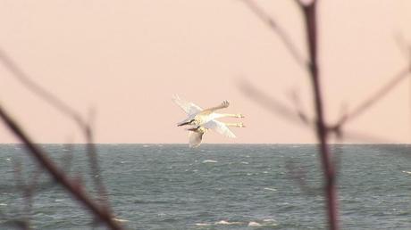 Departing Mute Swans - Lynde Shores Conservation Area, Whitby, Ontario