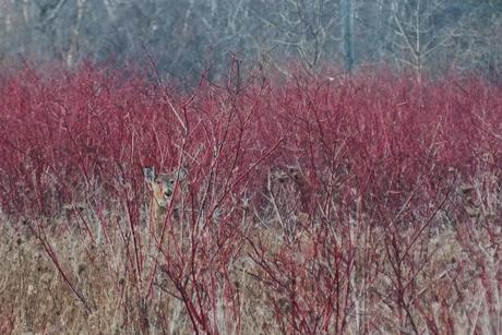 Lone deer - Lynde Shores Conservation Area, Whitby, Ontario