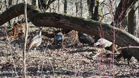 Wild Turkeys Meld into the brush - Lynde Shores Conservation Area, Whitby, Ontario