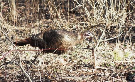 Wild Turkey on the move - Lynde Shores Conservation Area, Whitby, Ontario