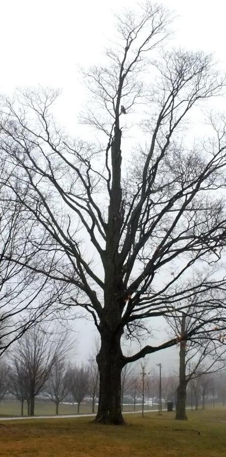 Tree with Sharp Shinned Hawk