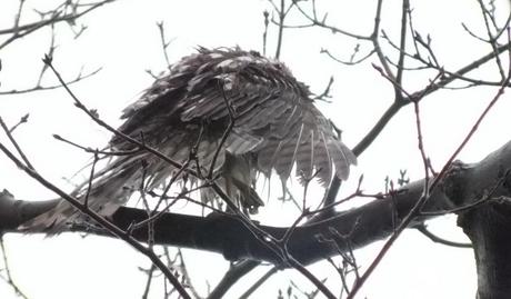 Sharp shinned holds on with one claw