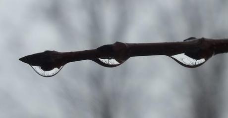 Rain drops on a limb