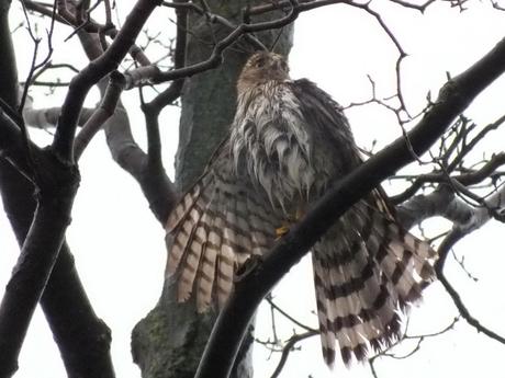 Sharp Shinned Hawk with wet feathers