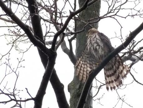 Sharp Shinned Hawk holds right wing out to dry