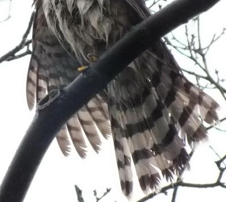 Wet Tail feathers of Sharp Shinned Hawk