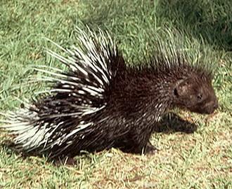 African Porcupine with long quills