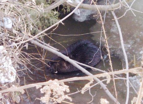 Beaver takes time out for lunch on the Green River