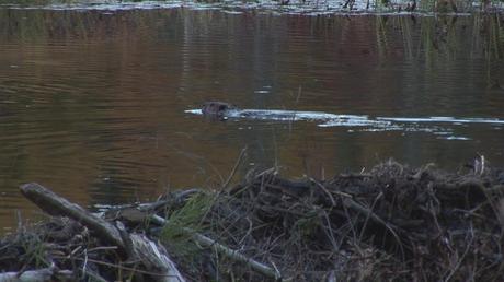 Beaver swims from dam, Algonquin Park, Ontario