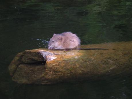 Jean spots a Muskrat sitting on log in river