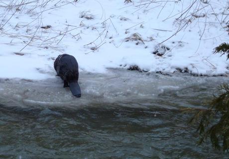 Beaver exits Green River - Pickering - Ontario