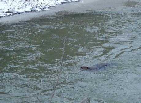 Beaver swims down stream on Green River - Pickering - Ontario