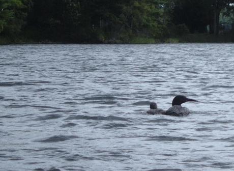 Mother Loon and baby on lake