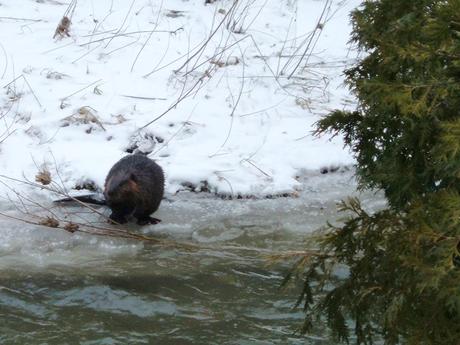 Beaver in winter - Green River - Pickering - Ontario