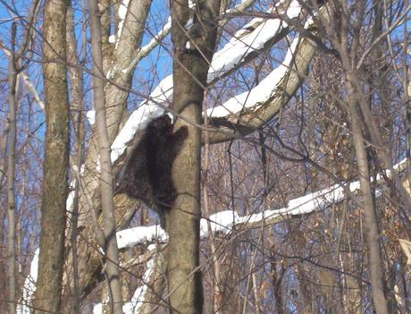 Porcupine climbs tree in forest