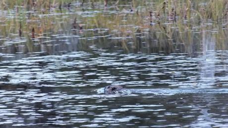 beaver swims in algonquin park