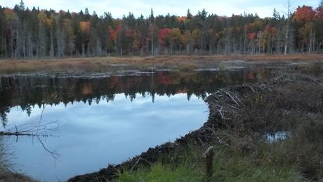 massive beaver dam in Algonquin Park - Ontario