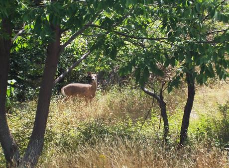 Deer in Frontenac Provincial Park - Ontario