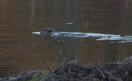 Beaver swims in Algonquin Park, Ontario