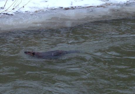 Beaver swims in falling snow on Green River - Pickering - Ontario